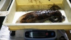 日置にてエギングでアオリイカ750ｇ&860ｇ