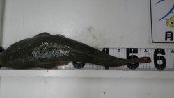 口和深にてアジの泳がせ釣りにマゴチ57ｃｍがヒット