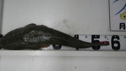 口和深にてアジの泳がせ釣りにマゴチ57ｃｍ…