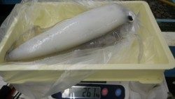 日置地磯でヤエンでアオリイカ2.6ｋｇ！
