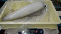 日置地磯でヤエンでアオリイカ2.6ｋｇ！