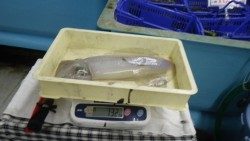 見草のヤエン釣りでアオリイカ1.32kg&0.47kg