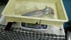 見草のヤエン釣りでアオリイカ1.32kg&0.47kg