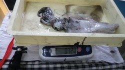 アオリイカ1.1ｋｇと720ｇ　椿のヤエン釣果です