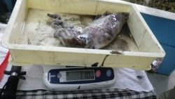 アオリイカ1.1ｋｇと720ｇ　椿のヤエン釣果です