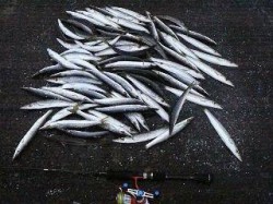 勝浦港でカマス大量！