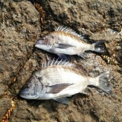 森の鼻にて良型チヌ