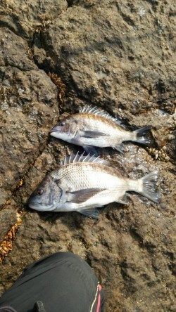 森の鼻にて良型チヌ