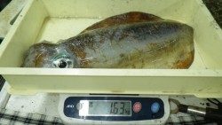 椿地磯　ヤエンでアオリイカ　最大2240g
