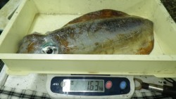 椿地磯　ヤエンでアオリイカ　最大2240g…