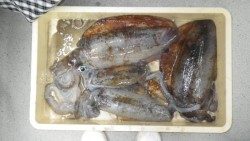 椿地磯　ヤエンでアオリイカ　最大2240g