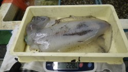 すさみの地磯　ヤエン＆ウキ釣りで　アオリイ…