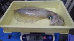 伊古木堤防にてヤエン釣りでアオリイカ1.3ｋｇ