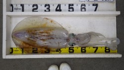 周参見堤・テトラにて連夜の３キロオーバーア…