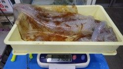 周参見堤・テトラにて連夜の３キロオーバーアオリイカ