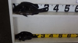 大島でフカセ釣り　〜グレ26、32.5ｃｍ…