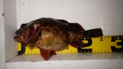 堺堤防にて穴釣り　大型ガシラ釣れました！