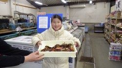 堺堤防にて穴釣り　大型ガシラ釣れました！