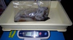 白浜町椿袋の地磯での2015初エギング