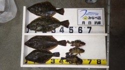 白浜にてアジングでヒラメとガシラ！！