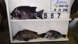 みなべ堺沖磯にて良型イシダイとチヌの釣果