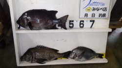 みなべ堺沖磯にて良型イシダイとチヌの釣果