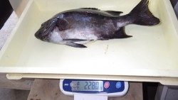 みなべ堺沖磯にて良型イシダイとチヌの釣果