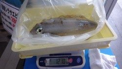 田辺周辺のエギングでアオリイカ1210ｇ