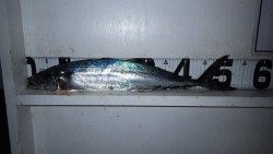 芳養堤防、バイブレーションでサゴシ