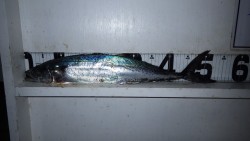 芳養堤防、バイブレーションでサゴシ