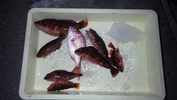 みなべ堺堤防でガシラ「大きいガシラ逃した&…