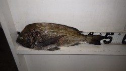 小目津公園砂浜での渚釣り釣果