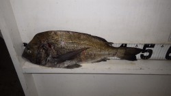 小目津公園砂浜での渚釣り釣果