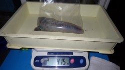 白浜見草でヤエン釣りにてアオリイカ