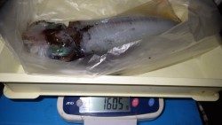 すさみ口和深地磯　ヤエンでアオリイカ1605g
