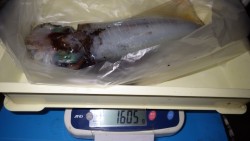 すさみ口和深地磯　ヤエンでアオリイカ160…