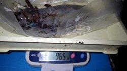 すさみ口和深地磯　ヤエンでアオリイカ1605g