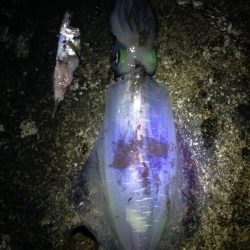 白浜地磯にてヤエンでアオリイカの釣果