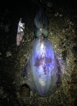 白浜地磯にてヤエンでアオリイカの釣果
