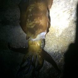 白浜町袋の権現崎でアオリイカ1キロ弱