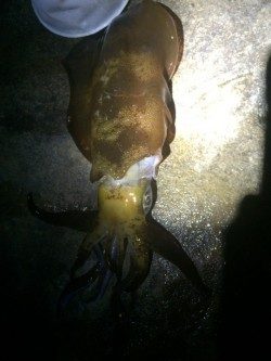 白浜町袋の権現崎でアオリイカ1キロ弱