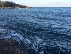 白浜町袋の権現崎でアオリイカ1キロ弱