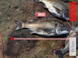 天神崎サイダで年なしチヌをキャッチ！