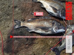 天神崎サイダで年なしチヌをキャッチ！