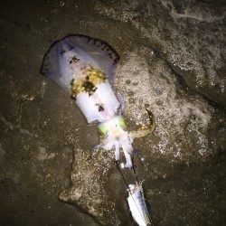 見草でゲット ヤエンで600gほどのアオリイカ