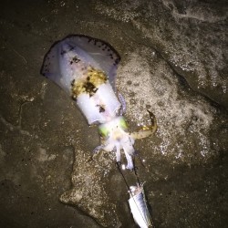 見草でゲット ヤエンで600gほどのアオリ…