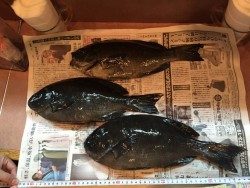 江須崎にてグレ38ｃｍまでを3枚、なかなか厳しかったです