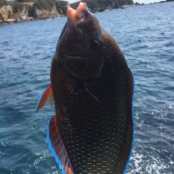 江須崎にてグレ38ｃｍまでを3枚、なかなか厳しかったです