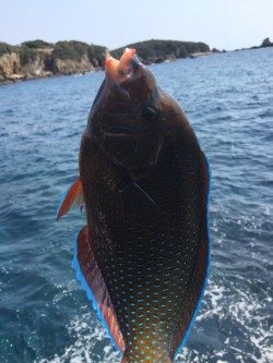 江須崎にてグレ38ｃｍまでを3枚、なかなか厳しかったです