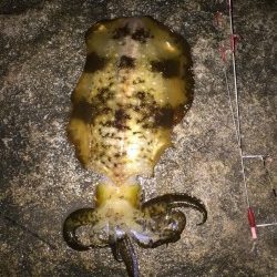 見草　ヤエンでアオリイカの釣果